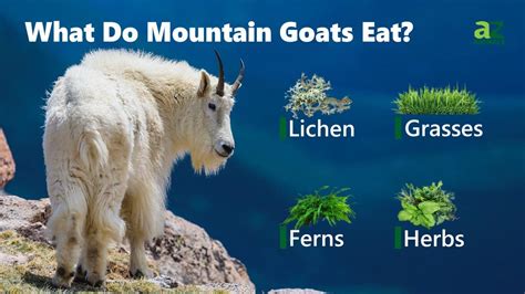 What Do Mountain Goats Eat? Their Diet Explained. - A-Z Animals