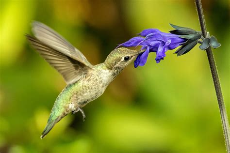 Hummingbirds – Nature in Novato