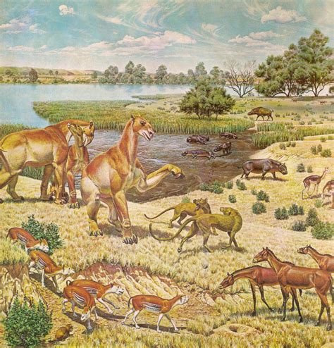 Life on Earth During the Miocene Epoch | HubPages