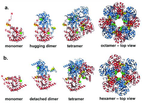 Quaternary Protein Structure