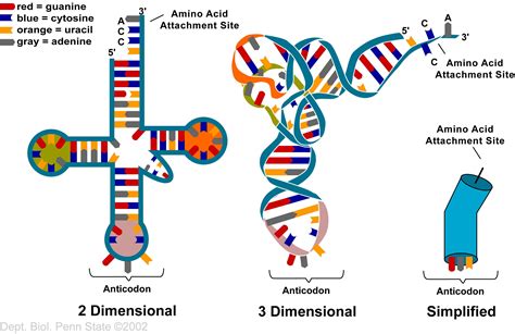 Biology Pictures: RNA | Teaching biology, Biology lessons, Science biology