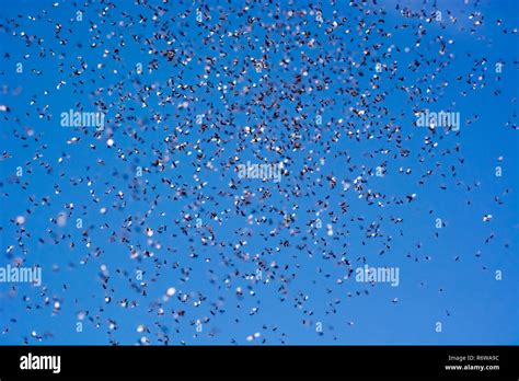 A swarm of flying ants in the field Stock Photo - Alamy