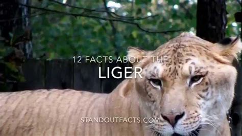 Liger facts: 12 Facts about the Liger - YouTube