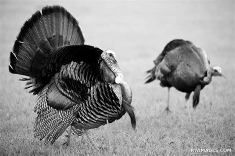 Framed Photo Print of WILD TURKEY CADES COVE SMOKY MOUNTAINS BLACK AND ...