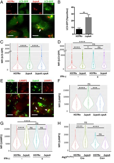 Fc-gamma receptor signaling pathway involved in phagocytosis | Semantic Scholar