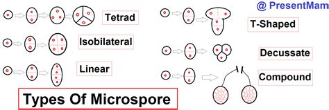 Microspore - Alchetron, The Free Social Encyclopedia