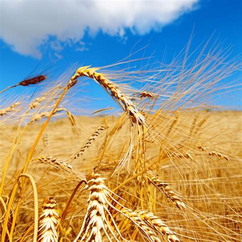 Premium Photo | Wheat harvest