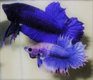 17 Facts About Giant Betta Fish That Will Surprise You