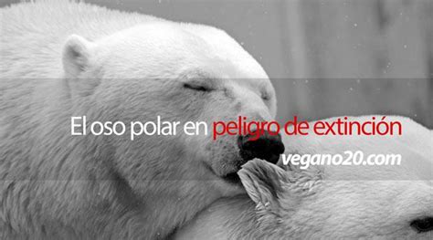 Introducir 103+ images oso polar causas de peligro de extincion - Viaterra.mx