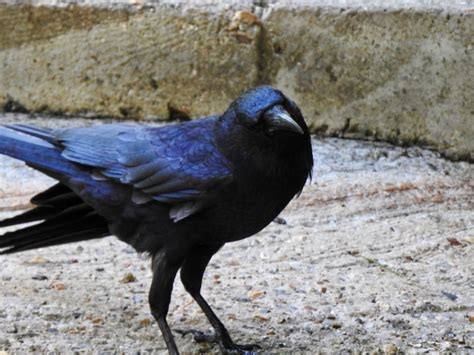 What is a group of ravens called? | SIMILAR BUT DIFFERENT IN THE ANIMAL KINGDOM