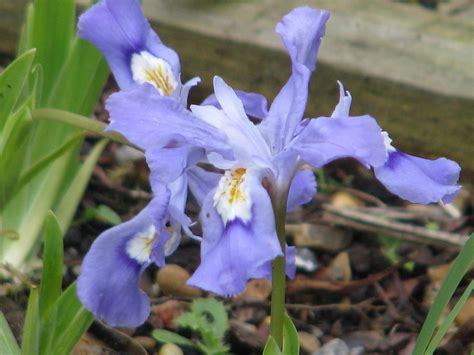 Iris cristata (Crested Iris, Dwarf Crested Iris, Iris) | North Carolina ...