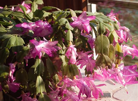 Christmas Cactus Care. | Triangle Gardener Magazine