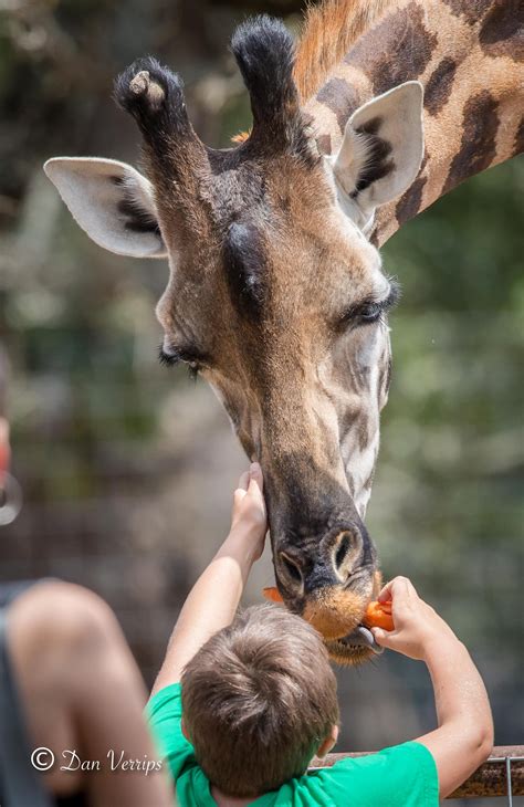 Giraffe Feeding - WildLife Partners, LLCWildLife Partners, LLC