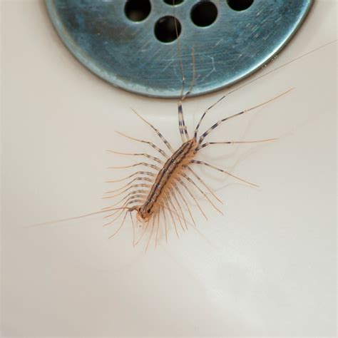 Here’s Why You Should Never Kill a House Centipede