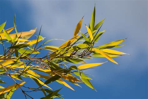 Why is my bamboo plant turning yellow? | Bamboo Plants HQ