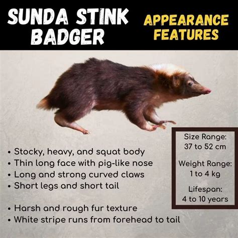 Sunda Stink Badger (Mydaus Javanensis): All Amazing Facts About Them ...