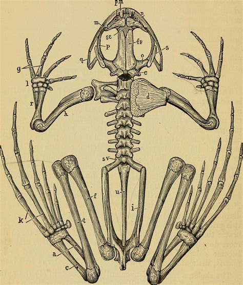 Image from page 56 of "The frog : an introduction to anatomy and ...