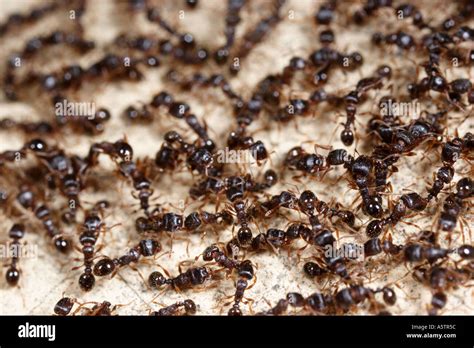 Swarm of ants Stock Photo - Alamy