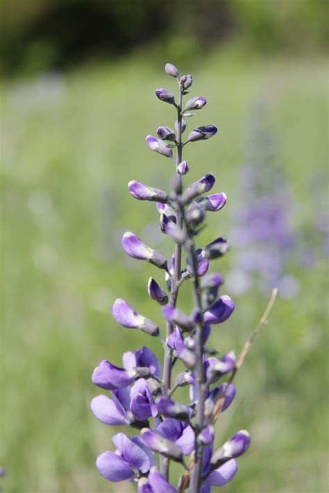 Kansas Prairie Wildflowers : Familiar Beauty - Crazybananas