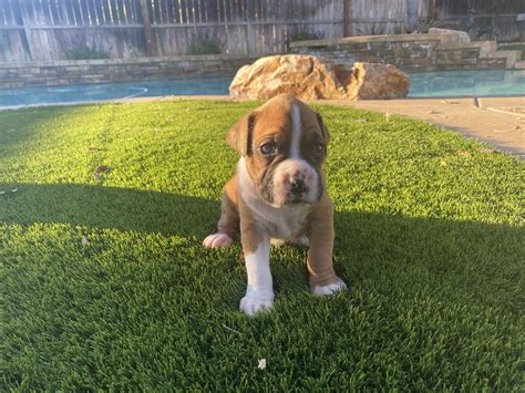 AKC boxer puppies | Bloodydecks