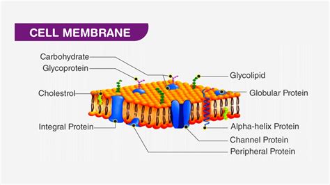 What is the purpose of a channel protein?