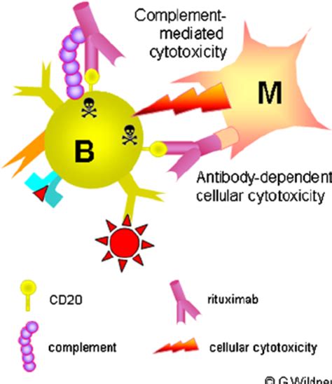 Rituximab and B cells. CD20 is expressed on all B cells, except plasma... | Download Scientific ...