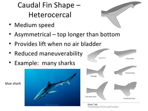 Fish morphology powerpoint