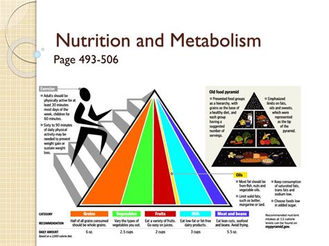 PPT - Nutrition and Metabolism PowerPoint Presentation, free download ...