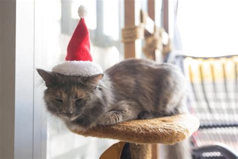 Premium Photo | Cute cat in santa claus hat against blurred christmas lights