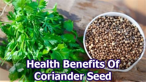 Coriander And Coriander Seed: Health Benefits, Uses, Damages And Warning