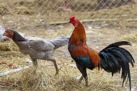 The Couple Fighting Hen is Stay at Farm in Thailand Stock Photo - Image of nature, face: 195189982