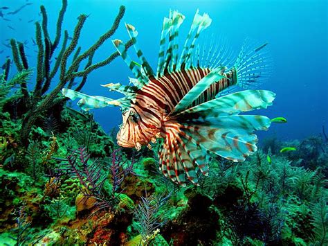 Aumento de la población del pez león en el caribe – Scuba Diving in Playa del Carmen