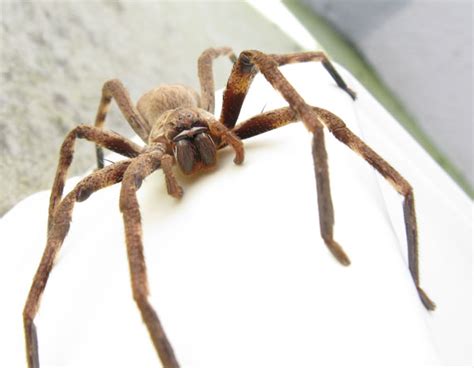 Huntsman spiders - ecologistics