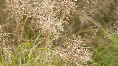 Prairie Dropseed | Native Roots