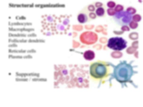 SOLUTION: Introduction to reticuloendothelial system and histology od lymph node anatomy - Studypool