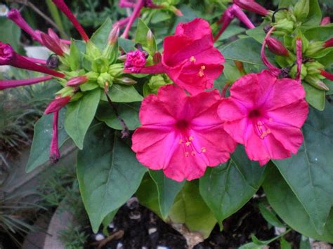 Photo #44420 | Mirabilis jalapa [dark pink form] | plant lust