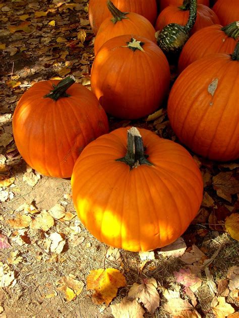 Free Stock Photo of Fall - Pumpkin Patch | Download Free Images and ...