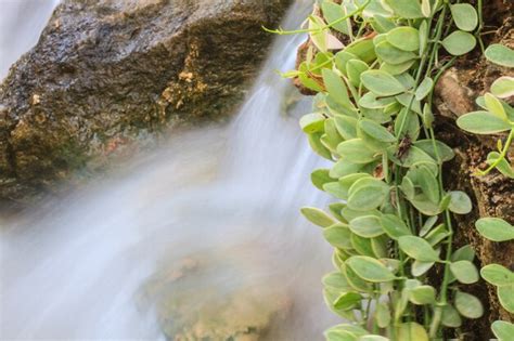 Premium Photo | Small waterfall in a garden