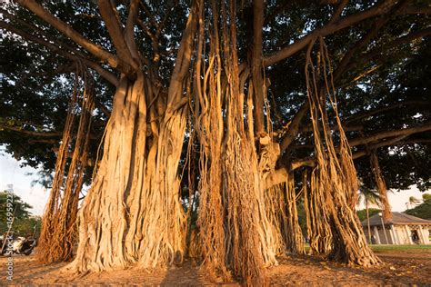 A beautiful old banyan tree in Waikiki Honolulu Hawaii, standing proudly in a peaceful ...