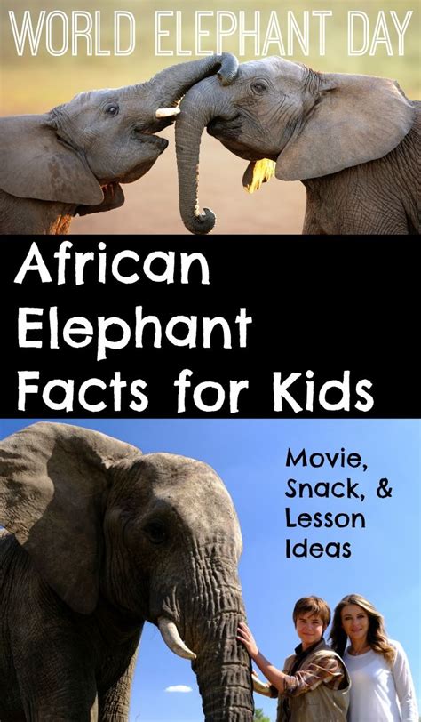 African Elephant Facts for Kids. Preparing for World Elephant Day. | Elephant facts for kids ...