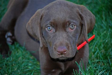 Chocolate Lab Puppy stock photo. Image of retriever, canine - 75822310