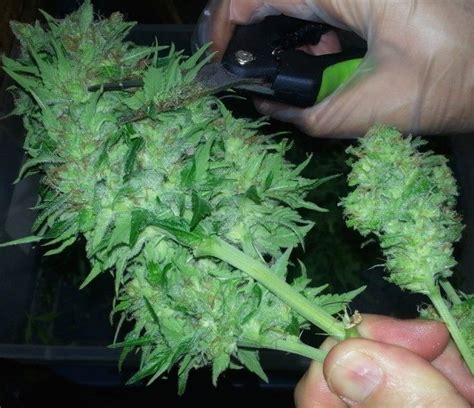 How to harvest, trim, and dry your indoor cannabis crop, by TheCapn. - Dude Grows