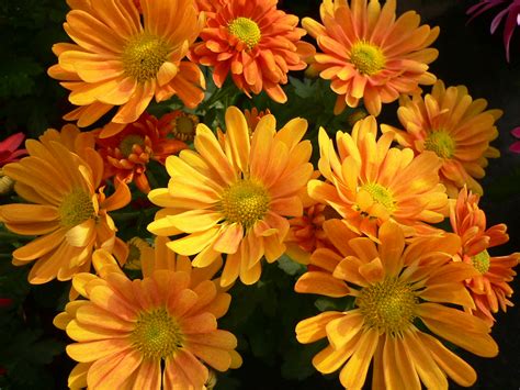 Orange chrysanthemums | Chrysanthemums, often called 'mums',… | Flickr