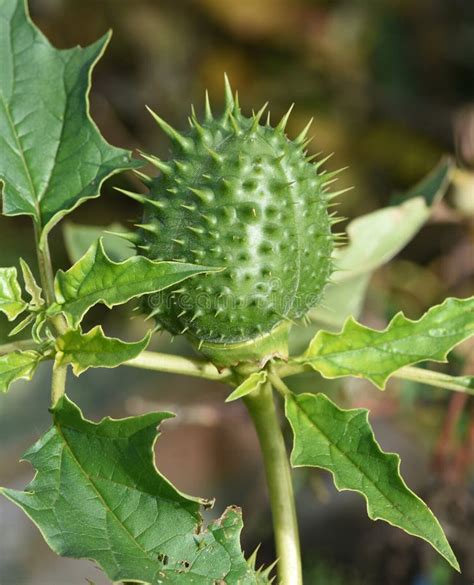 Thorn Apple, Datura Stramonium Stock Photo - Image of wild, natural: 262600492