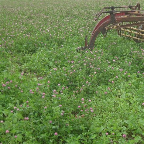 Medium Red Clover Seeds, Trifolium pratense | American Meadows