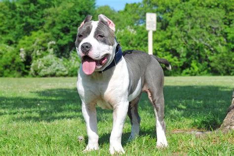 Blue Brindle American Bully – KeepingDog