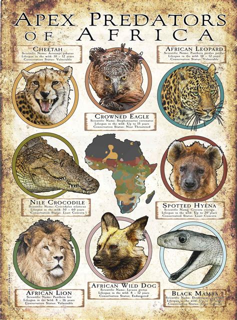 Apex Predators of Africa Poster Print