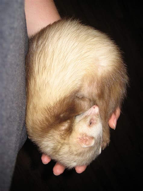 ferrettalk: More Sleeping Ferrets