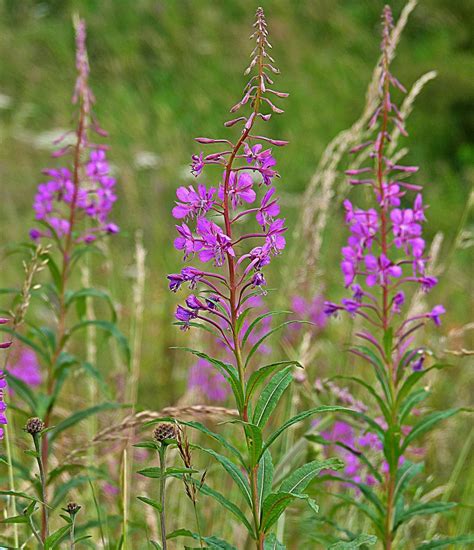 Rosebay Willowherb_cazstar - Hoopoe - A blog by nhbs