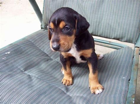 Beagleman (Doberman Pinscher-Beagle Mix) Info, Puppies, Temperament ...